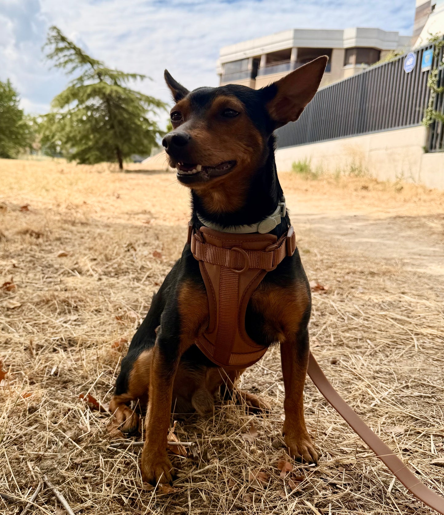 Kit de Paseo Marrón Chocolate