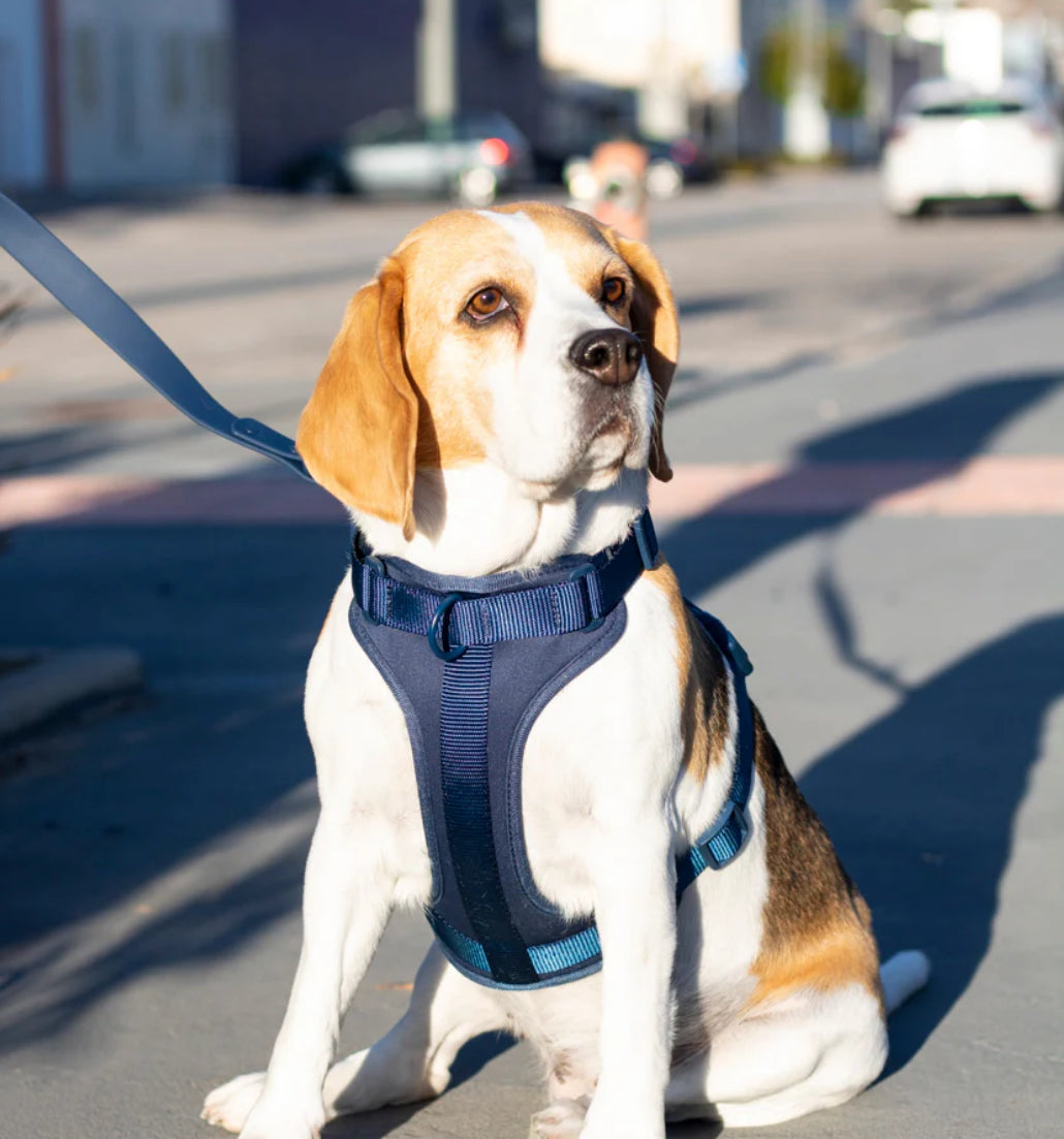 Kit de Paseo Azul Medianoche