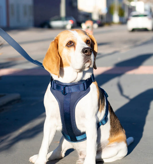 Kit de Paseo Azul Medianoche