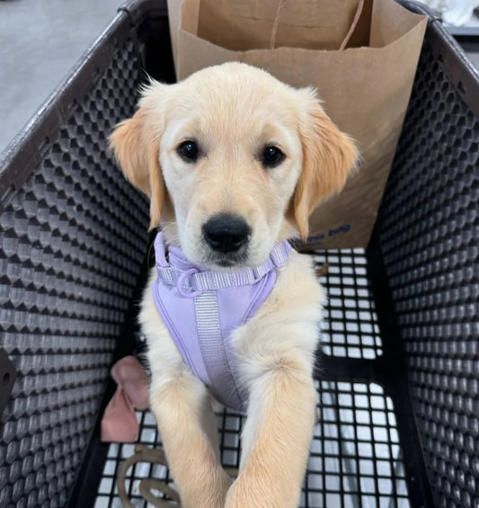 Kit de Paseo Morado Açaí