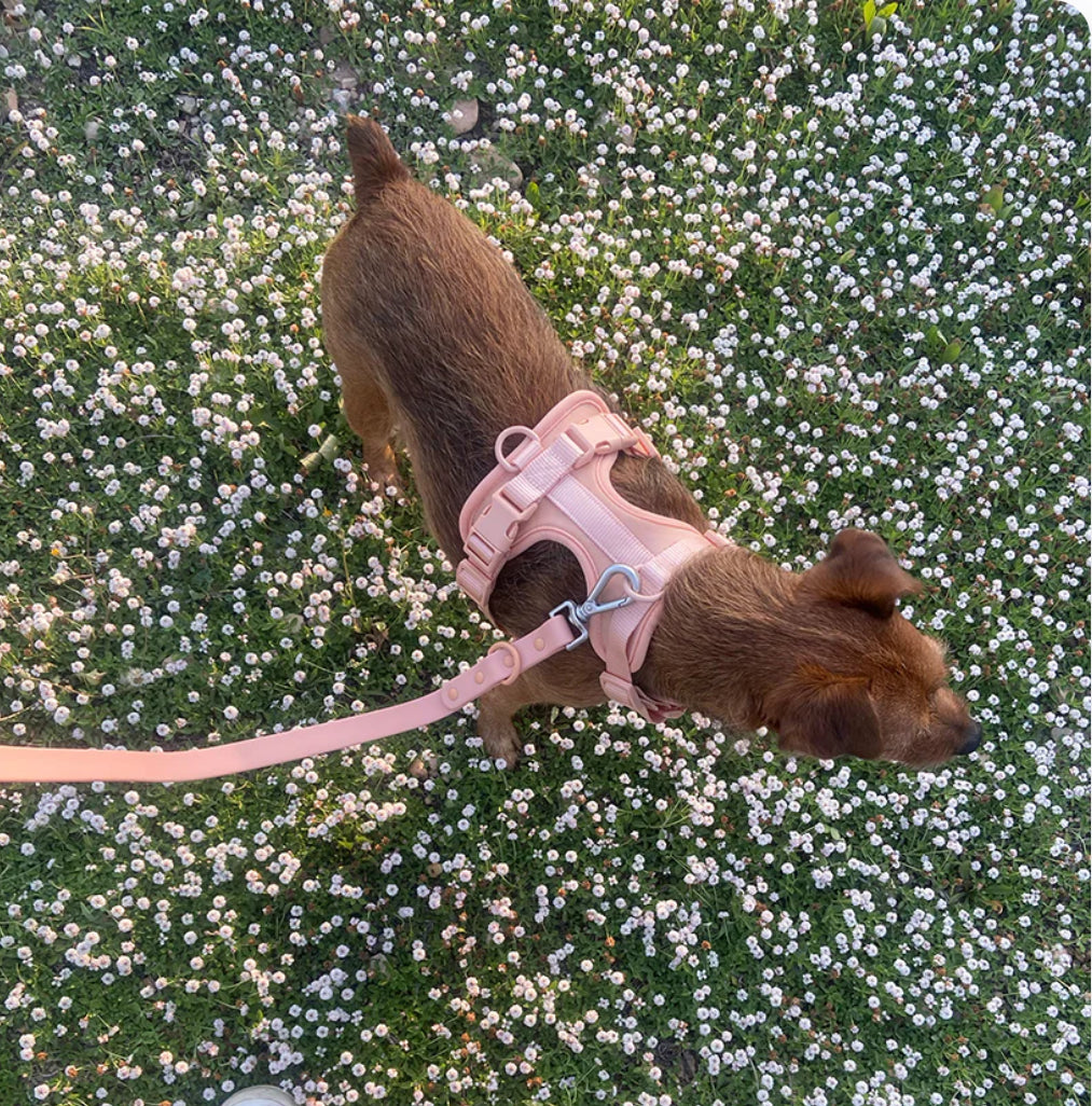 Kit de Paseo Rosa Algodón de Azúcar