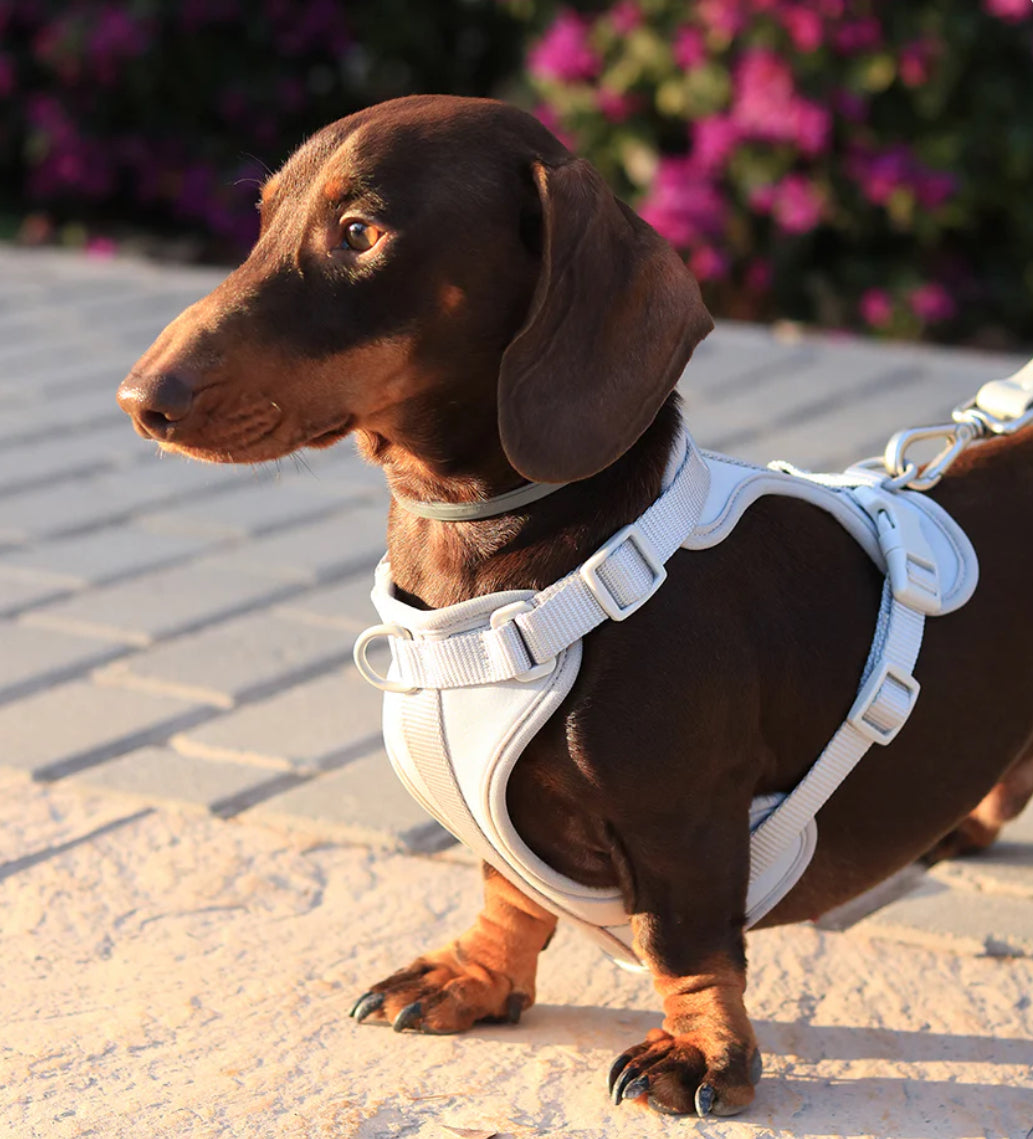 Kit de Paseo Niebla Plateada