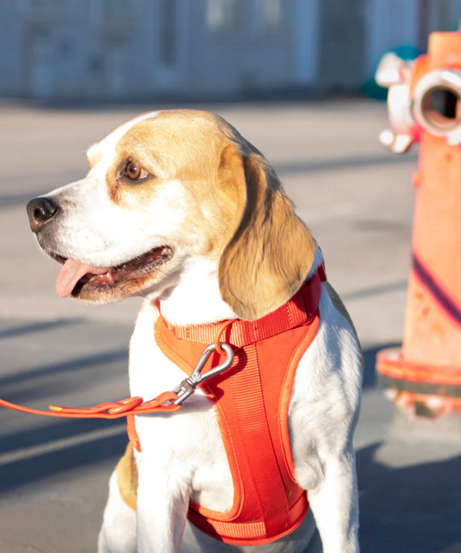 Kit de Paseo Rojo Rubí