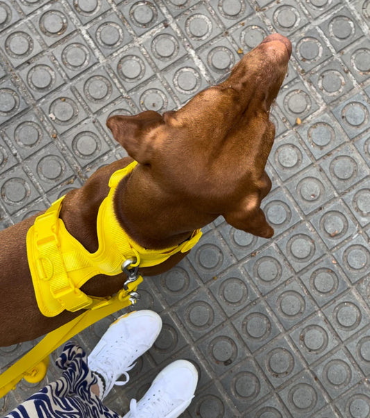 Kit de Paseo Amarillo Sol