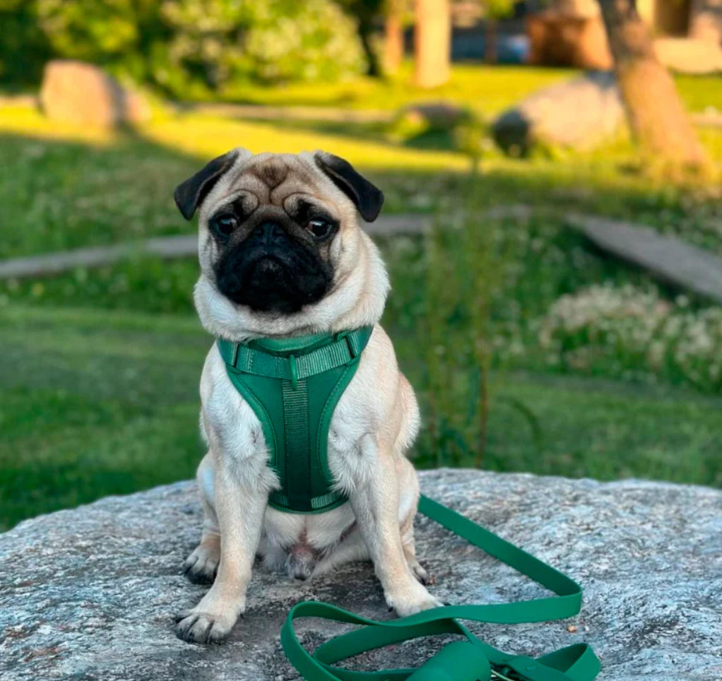 Kit de Paseo Verde Matcha