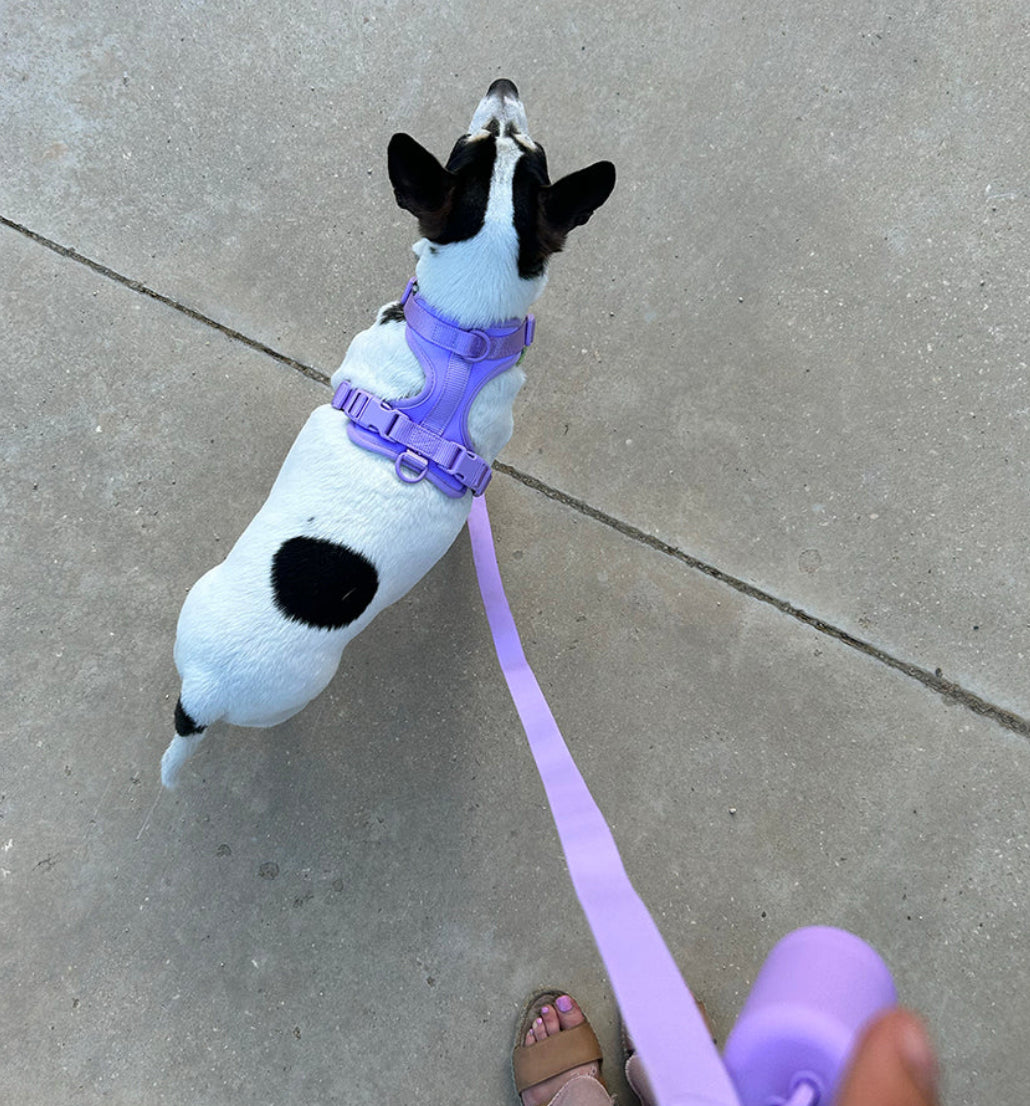 Kit de Paseo Morado Açaí