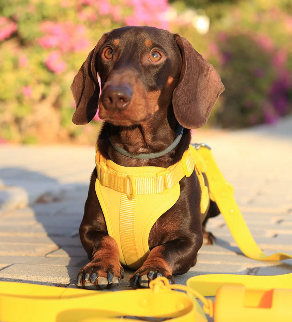 Kit de Paseo Amarillo Sol