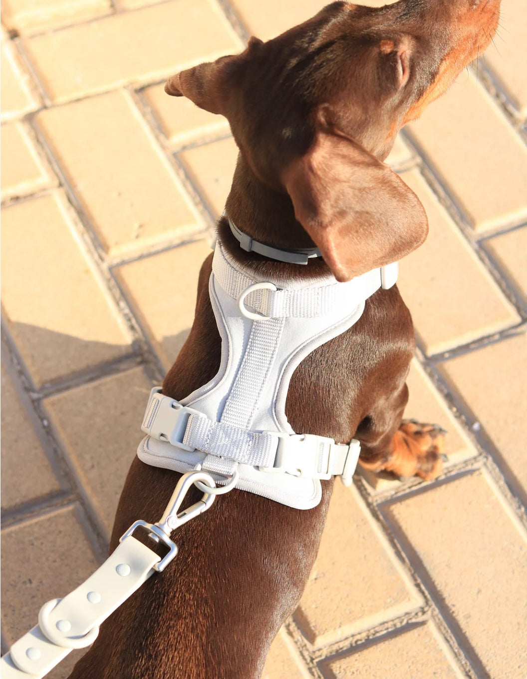 Kit de Paseo Niebla Plateada