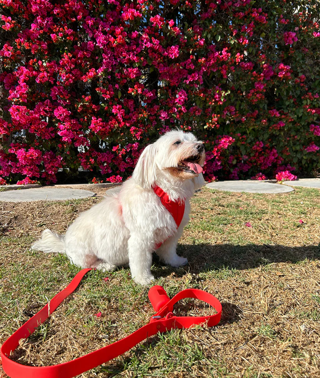 Kit de Paseo Rojo Rubí