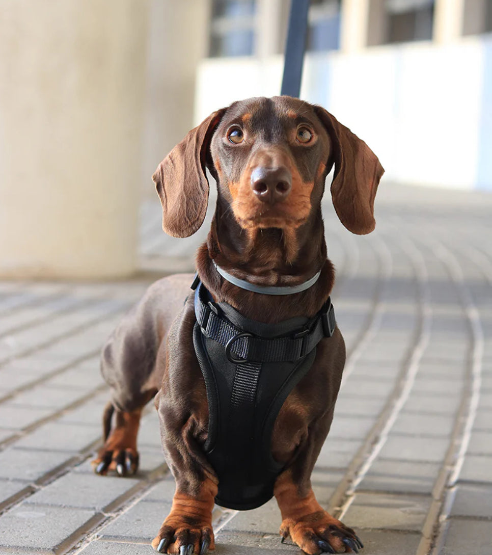 Kit de Paseo Negro Ónix