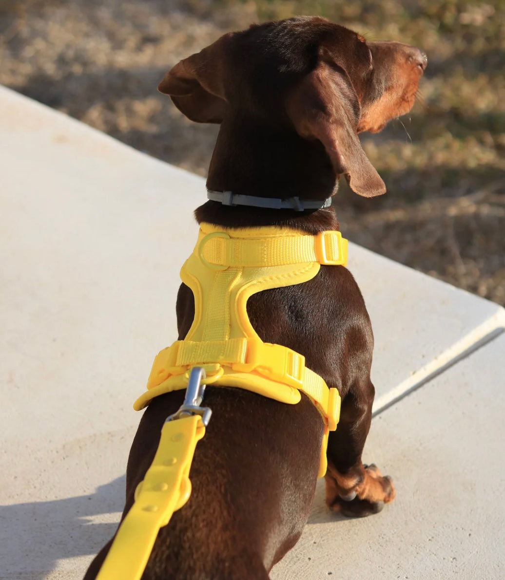 Kit de Paseo Amarillo Sol