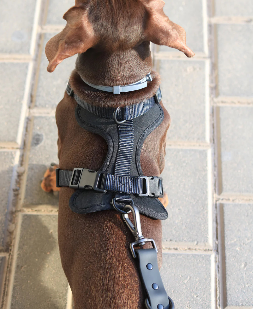 Kit de Paseo Negro Ónix